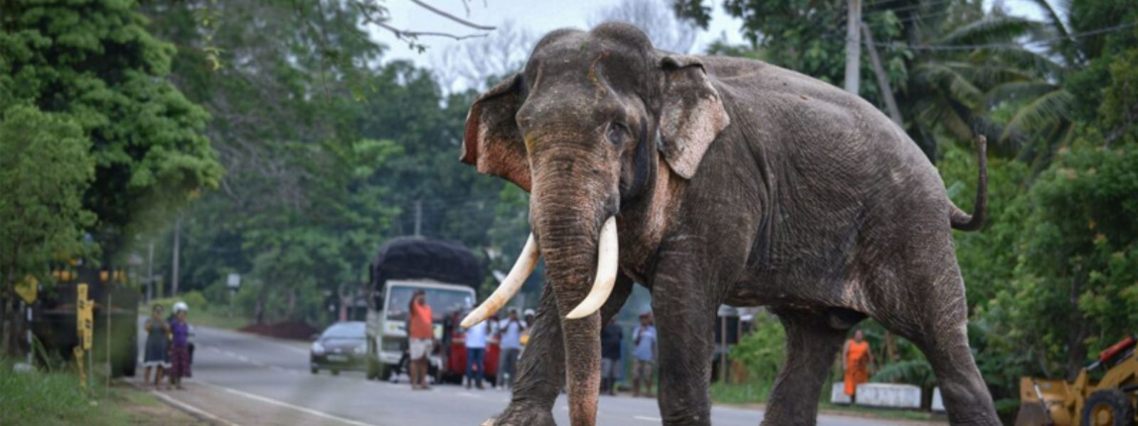 Sri Lanka Mourns the Loss of Tusker Kawantissa